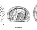 <p>the period of cell movement; starts with the formation of a curved groove (blastopore) in the region formally occupied by the gray crescent</p>