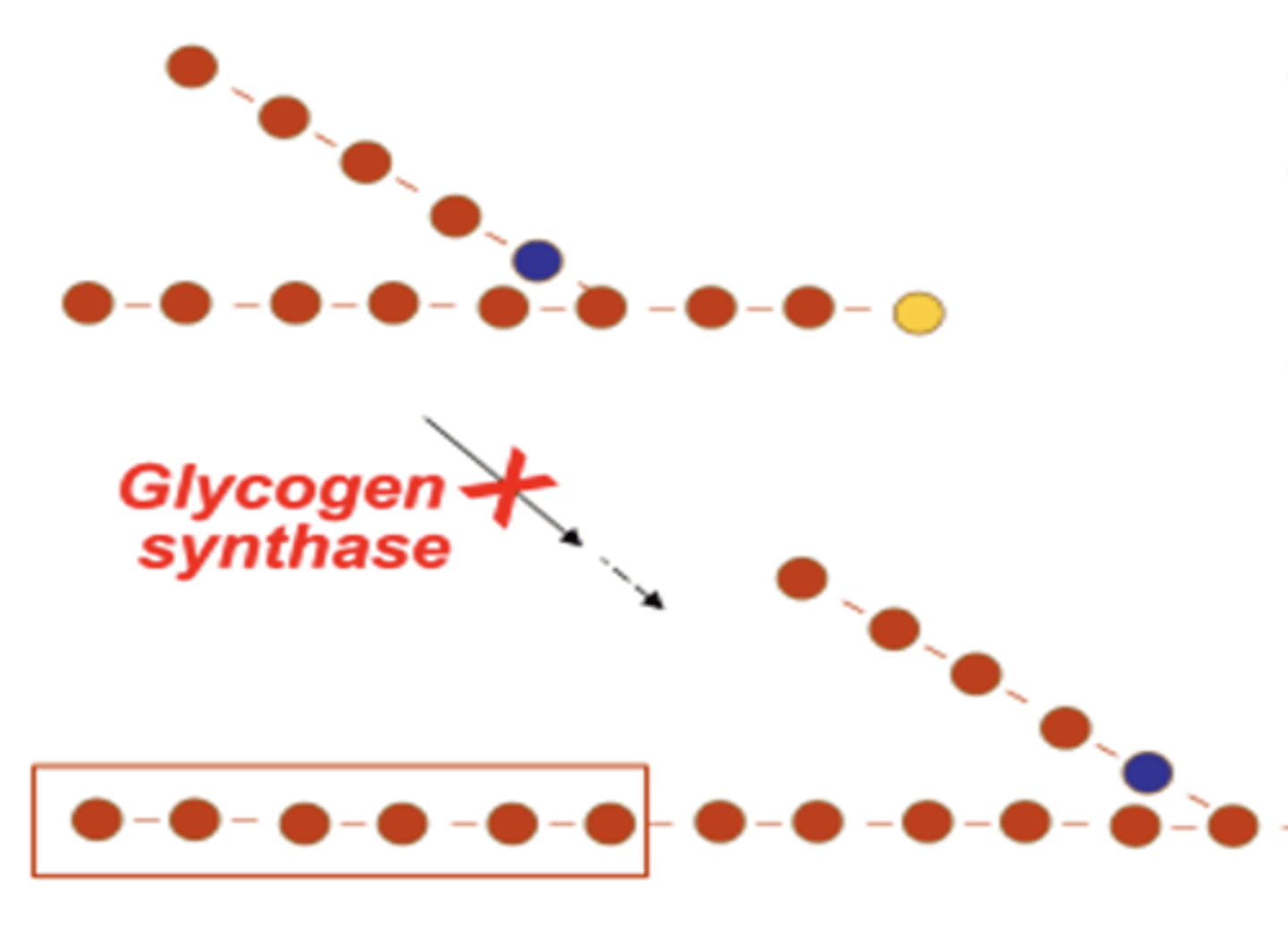 <p>elongation of glycogen will NOT occur as new glucose residues are not incorporated due to glycogen synthase deficiency</p><p>- hypoglycemic state occurs as glycogen is not available to release glucose</p><p>- hyperketonemia = early death</p>