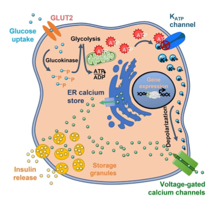 <p>1) blood glucose above 5mM enters pancreatic beta cell via GLUT2. 2) increase in ATP via glucokinase reaction. 3) K+ ATP sensitive channel: K+ channel closes, K+ efflux suppressed leads to depolarization of beta cell. 4) Ca2+ channel opens leads to increased Ca2+. 5) insulin granules move to surface. 6) exocytosis of insulin and c-peptide. leads to higher insulin in blood can act on tissues</p>