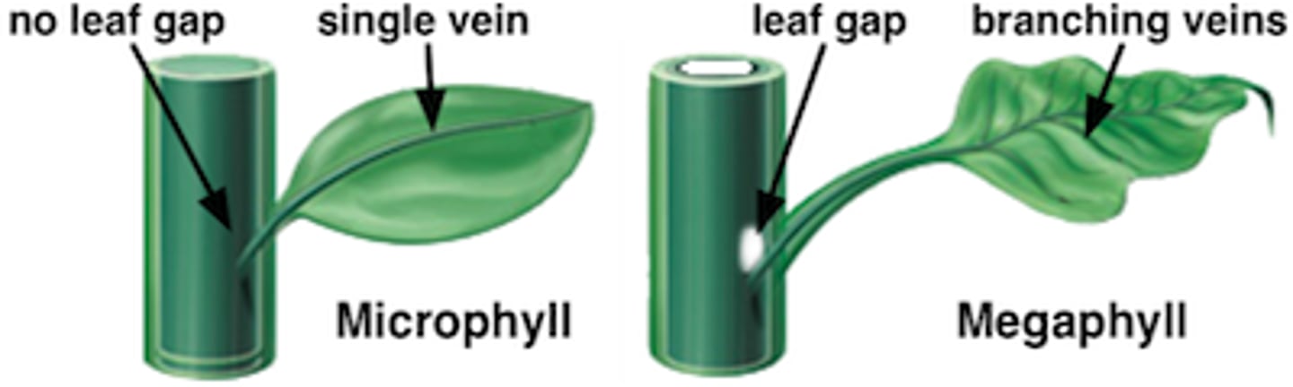 <p>leaves with a single vein, no leaf gap; began as enations, assoc. with protostele</p>