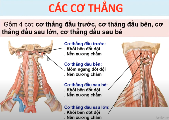 <p><span style="color: red"><strong>Động tác: </strong></span></p><ol><li><p><span style="color: blue"><strong>Cơ thẳng đầu trước</strong></span></p></li><li><p><span style="color: blue"><strong>Cơ thẳng đầu sau lớn</strong></span></p></li><li><p><span style="color: blue"><strong>Cơ thẳng đầu sau bé</strong></span></p></li></ol><p></p>