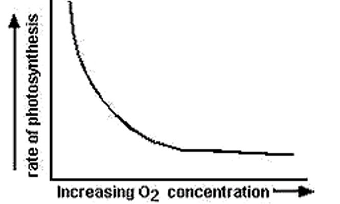 <p>This occurs due to the phenomenon of photorespiration.</p>