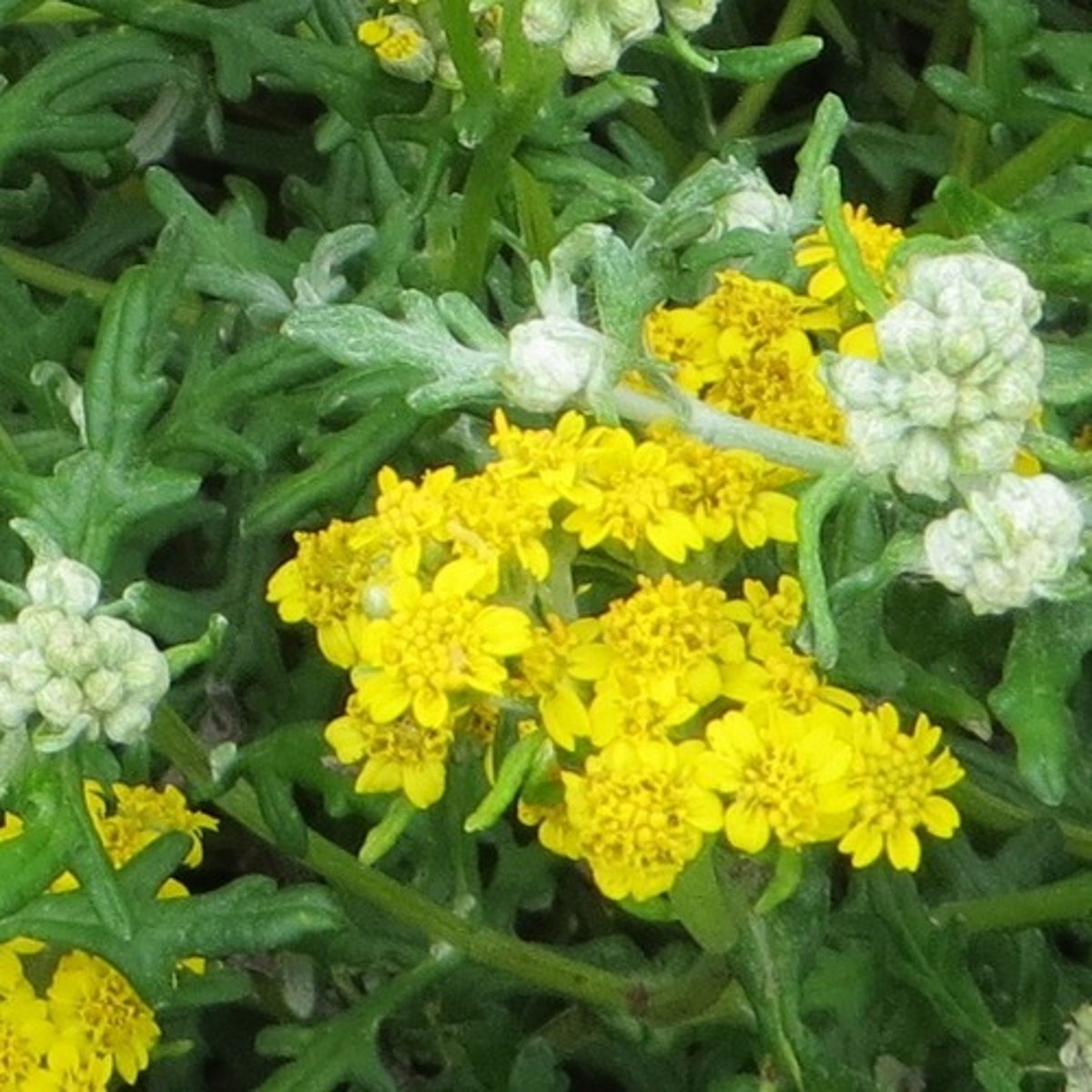 <p>Golden yarrow</p>