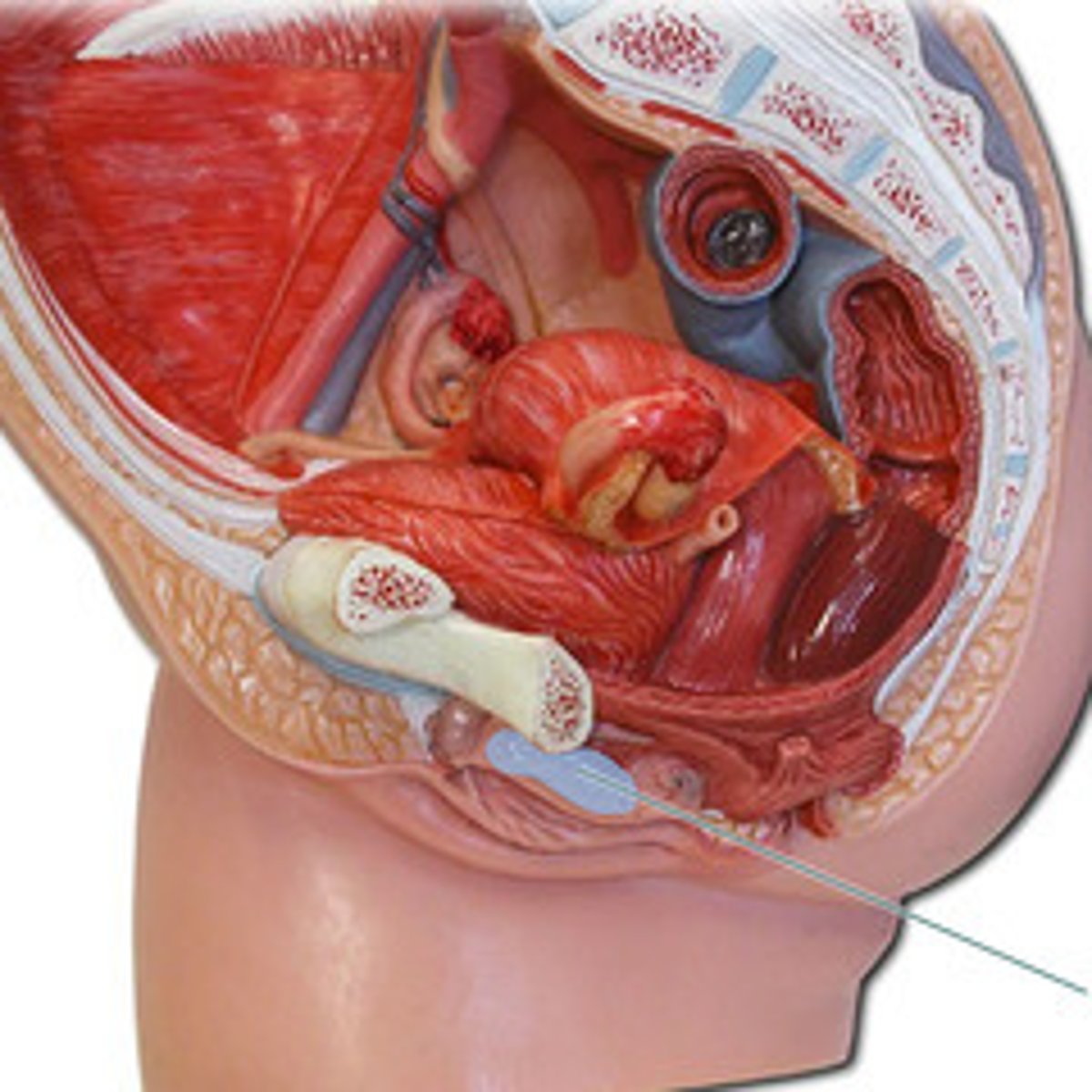 <p>area encased in labia minora; includes orifice of urethra and vagina, and clitoris</p>