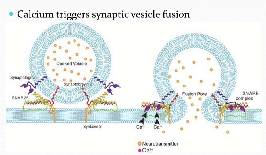 <p>Synaptic vesicle fusion with membrane. </p>