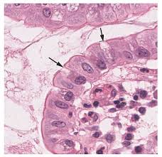 <p>unicellular and secrete mucus for digestive and respiratory tracts. protects underlying epithelia</p>