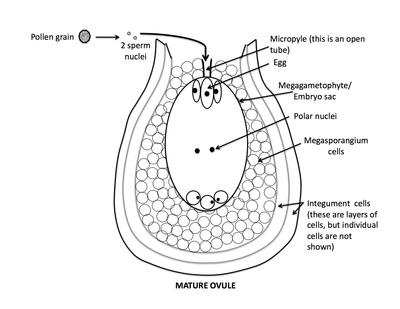 <p>Rank stages of angiosperm seed development</p>