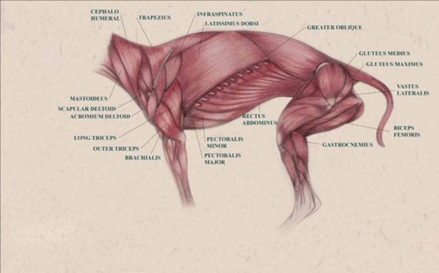 <p>study of skeletal muscles and tendons that cover a play over the bones, body cavities and other places all over the body of the animal.</p>