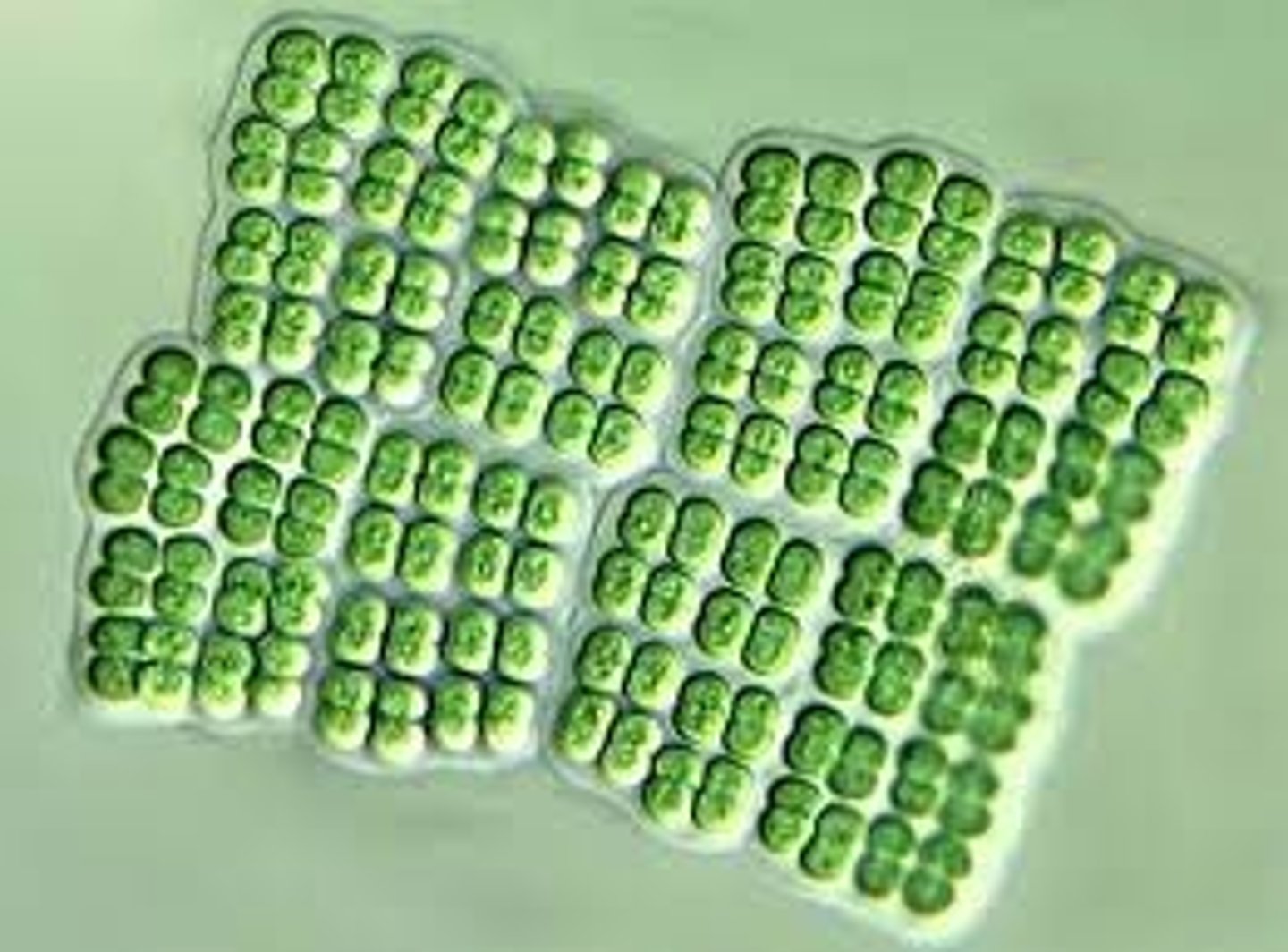 <p>Colonies form grid like sheets (result of cell division only occuring in two directions)</p>