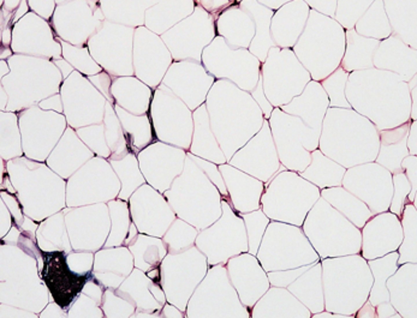 <p>name the tissue</p>