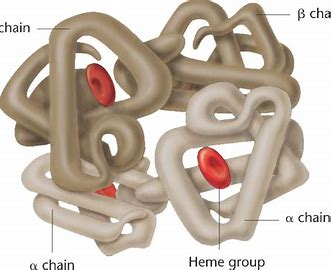 Combination of two or more tertiary polypeptide chains and non-protein groups (haem group). Held together by non-covalent bonds (hydrogen bonds, ionic bonds, and hydrophobic interactions) and also covalent disulphide bonds.  Form large complex molecules such as haemoglobin. Haemoglobin has four peptide chains. 
