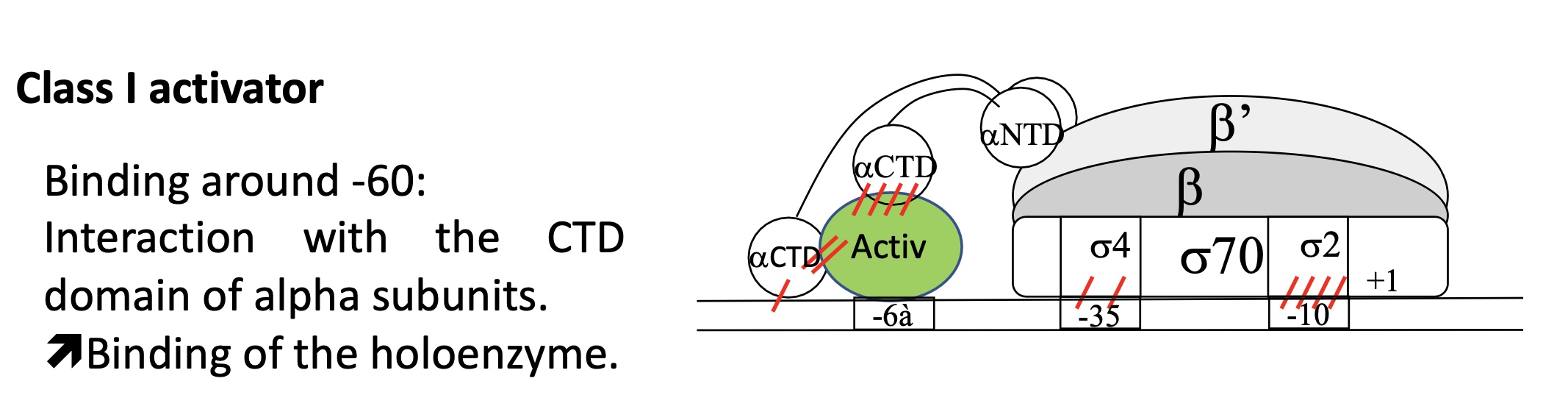 <p>&nbsp;fixation around -60</p><p>interaction of αCTD with ACT protein to stabilise interacation of holoenzyme w/ promoter</p>