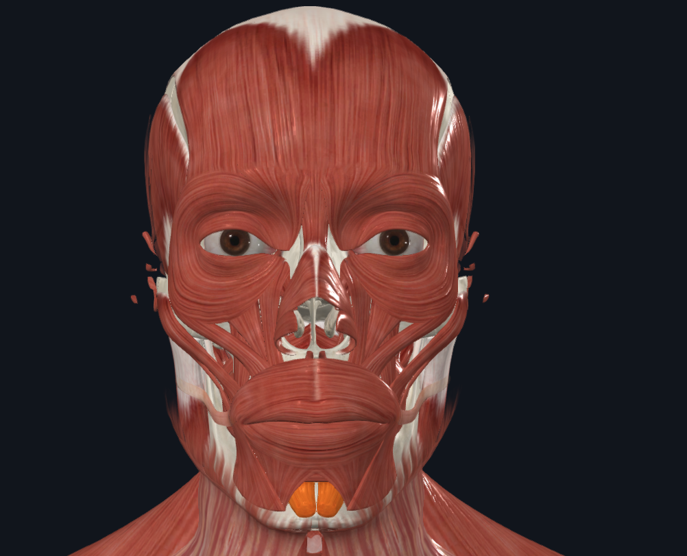 <p><strong>Nombre alterno: </strong>Borla de la barba‎</p><p><strong><mark data-color="yellow" style="background-color: yellow; color: inherit">Orígen: </mark></strong><mark data-color="yellow" style="background-color: yellow; color: inherit">Tubérculos mentonianos‎</mark></p><p><strong><mark data-color="blue" style="background-color: blue; color: inherit">Inserción: </mark></strong><mark data-color="blue" style="background-color: blue; color: inherit">Tejido subcutáneo del mentón‎</mark></p><p><strong><mark data-color="red" style="background-color: red; color: inherit">Acción: </mark></strong><mark data-color="red" style="background-color: red; color: inherit">Eleva el mentón. (Eleva y protruye labio inferior‎)</mark></p><p><strong><mark data-color="purple" style="background-color: purple; color: inherit">Inervación:‎</mark></strong><mark data-color="purple" style="background-color: purple; color: inherit"> Nervio Facial</mark><strong><br><mark data-color="green" style="background-color: green; color: inherit">Relaciones:‎ X</mark></strong></p><p><strong>Notas:</strong> Cuando uno se afeita la barba‎</p><ul><li><p>Elevador entre los demás q son depresores</p></li></ul><p></p>