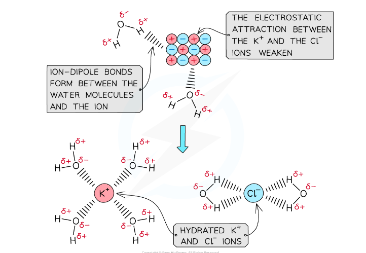<ul><li><p><strong>Li⁺</strong><span>. It has a </span><strong>smaller ionic radius</strong><span> than K⁺, so its charge is more concentrated, resulting in stronger ion-dipole attractions.</span></p></li></ul><p></p>
