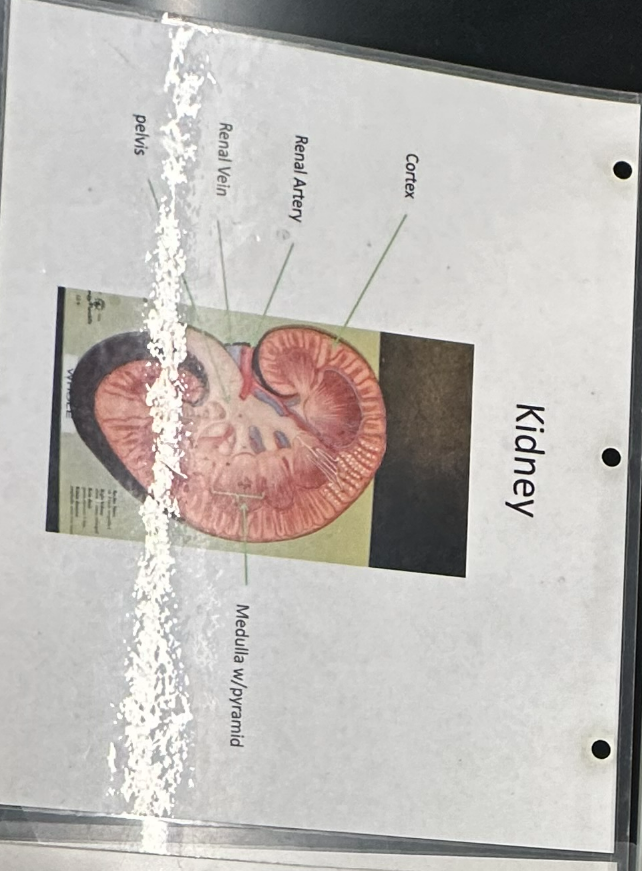 <p>kidney</p>