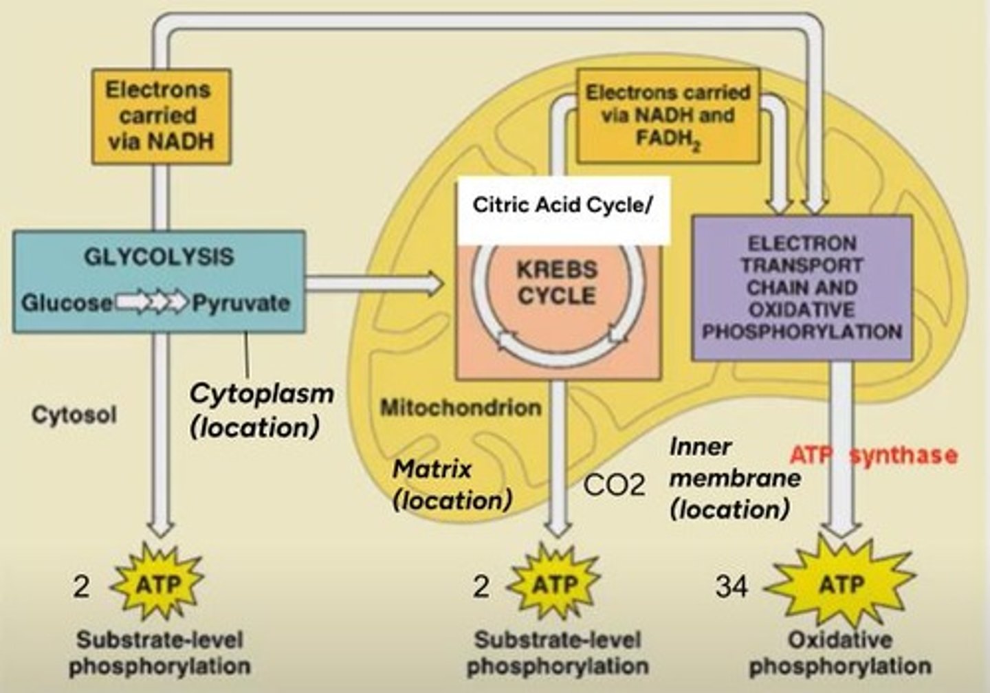 <p>1. Glycolysis, 2. Citric Acid Cycle (Krebs Cycle), 3. Oxidative Phosphorylation.</p>