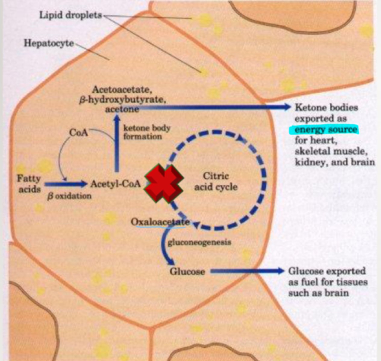 <p>brain, heart, kidneys, skeletal muscles</p>