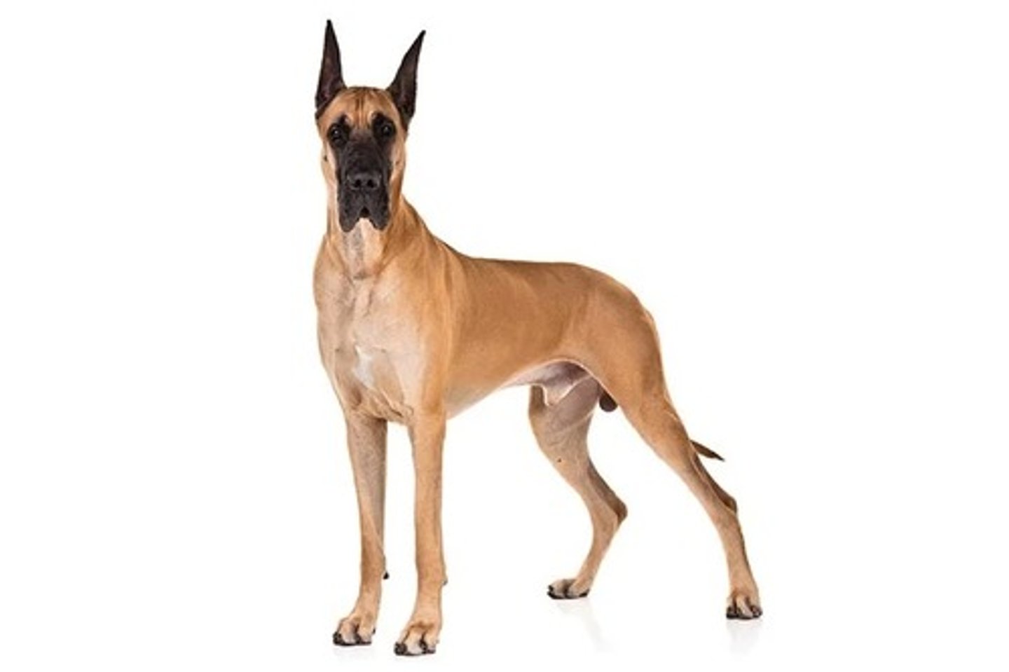 <p>What is this breed? What is it's AKC classification?</p>