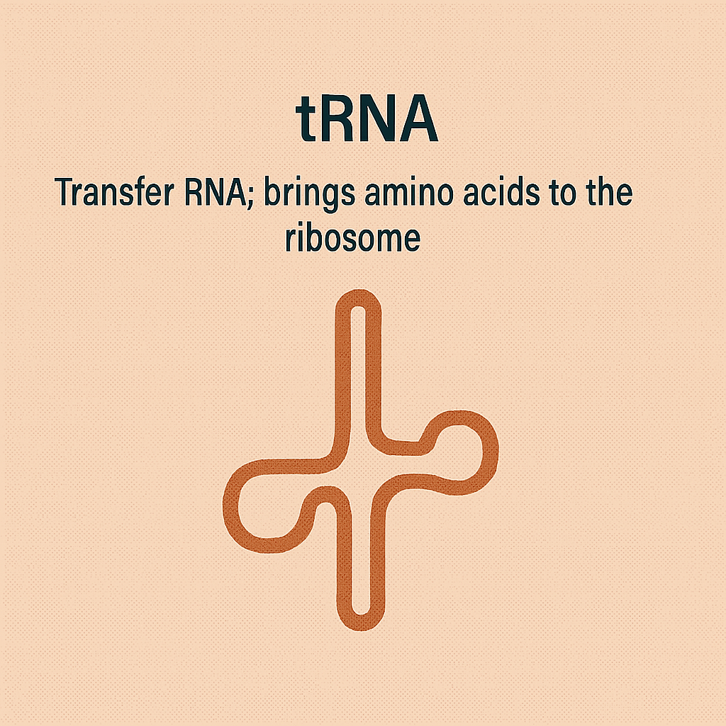 <p>tRNA</p>