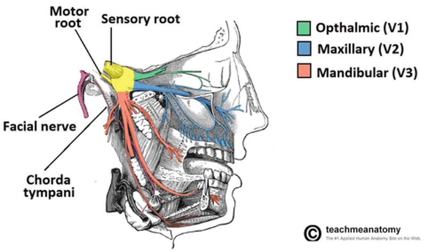 <p>Motor innervation by trigeminal nerve (CN V):</p><p>1. Ophthalmic Branch (V1): Provides no motor innervation.</p><p>2. Maxillary Branch (V2): Provides no motor innervation.</p><p>3. Mandibular Branch (V3): </p><p>Muscles of Mastication:</p><p>- Temporalis</p><p>- Masseter</p><p>- Medial pterygoid</p><p>- Lateral pterygoid</p><p>Tensor Tympani Muscle</p><p>Tensor Veli Palatini Muscle</p>