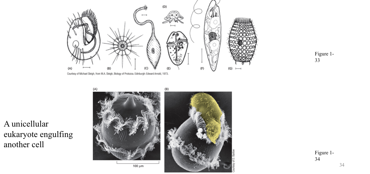 <ul><li><p><span>Most eukaryotes are unicellular organisms&nbsp;→even at this level, they can be fairly complex and, in some cases, behave like multicellular organisms.</span></p></li><li><p><strong>Differentiated cells express cell-specific genes&nbsp; → gives rise to cell specific proteins → determine the cell function→ multicellular organism.</strong></p></li><li><p>Transcription regulators will only be around genes they need. In muscle cell, gene 1 is silenced. In skin cell gene 3 is silenced</p></li></ul><p></p>