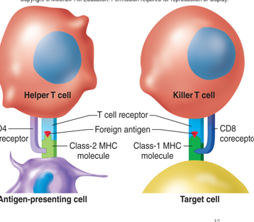 <p><strong>Class II MHC</strong> are expressed on the surface of _____, activated  _ cells, and dendritic cells (antigen presenting cells).</p>