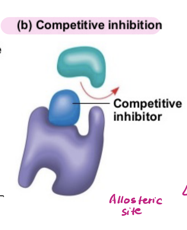 <ul><li><p>An inhibitor binds to the active site of an enzyme to reduce or stop its function.</p></li><li><p>Increasing substrate concentration can overcome the effects of this</p></li></ul><p></p>