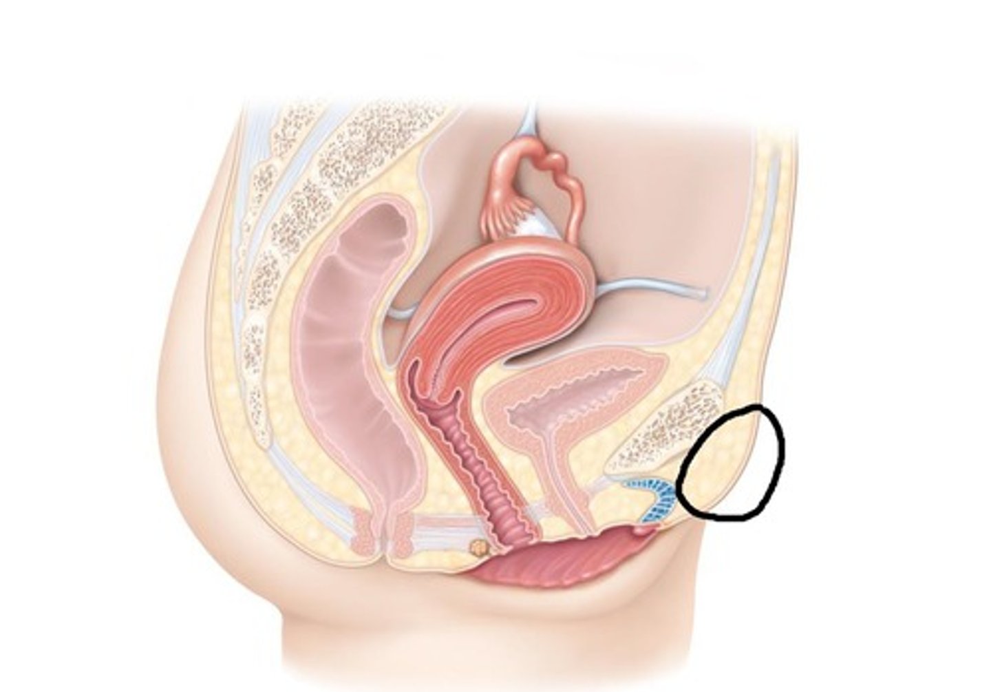 <p>a mound of fatty tissue covering the pubic area in women</p>