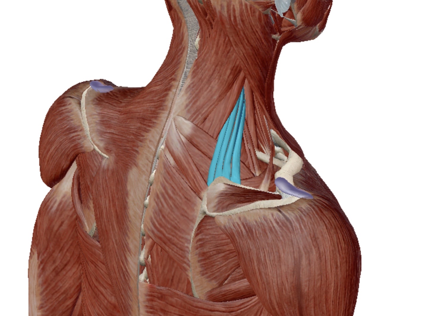 <p>Identify this muscle</p>