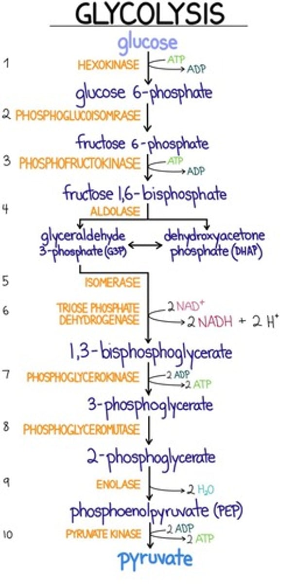 <p>b. Phosphoglycerate kinase (PGK) is bypassed and the cell loses the ability to make 2 ATP</p>