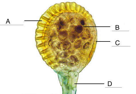 -Curved sporangium covering that ejects spores when walls break
