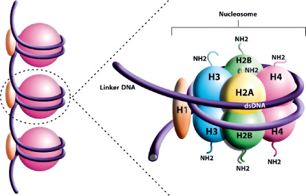 <ul><li><p>2x H2A</p></li><li><p>2x H2B</p></li><li><p>2x H3</p></li><li><p>2x H4</p></li></ul><p></p>