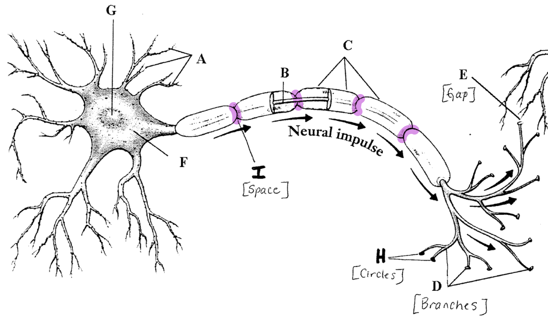 <p>Gaps between myelin sheath</p>