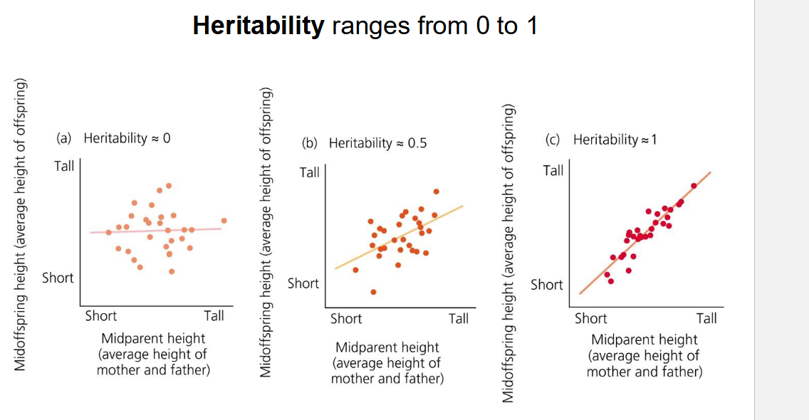 <ul><li><p>predict outcome of evolution using heritability </p></li><li><p>S x H = R</p></li><li><p>Heritability ranges 0-1, the clearer the slop of the line, the higher the heritability </p></li></ul><p></p>