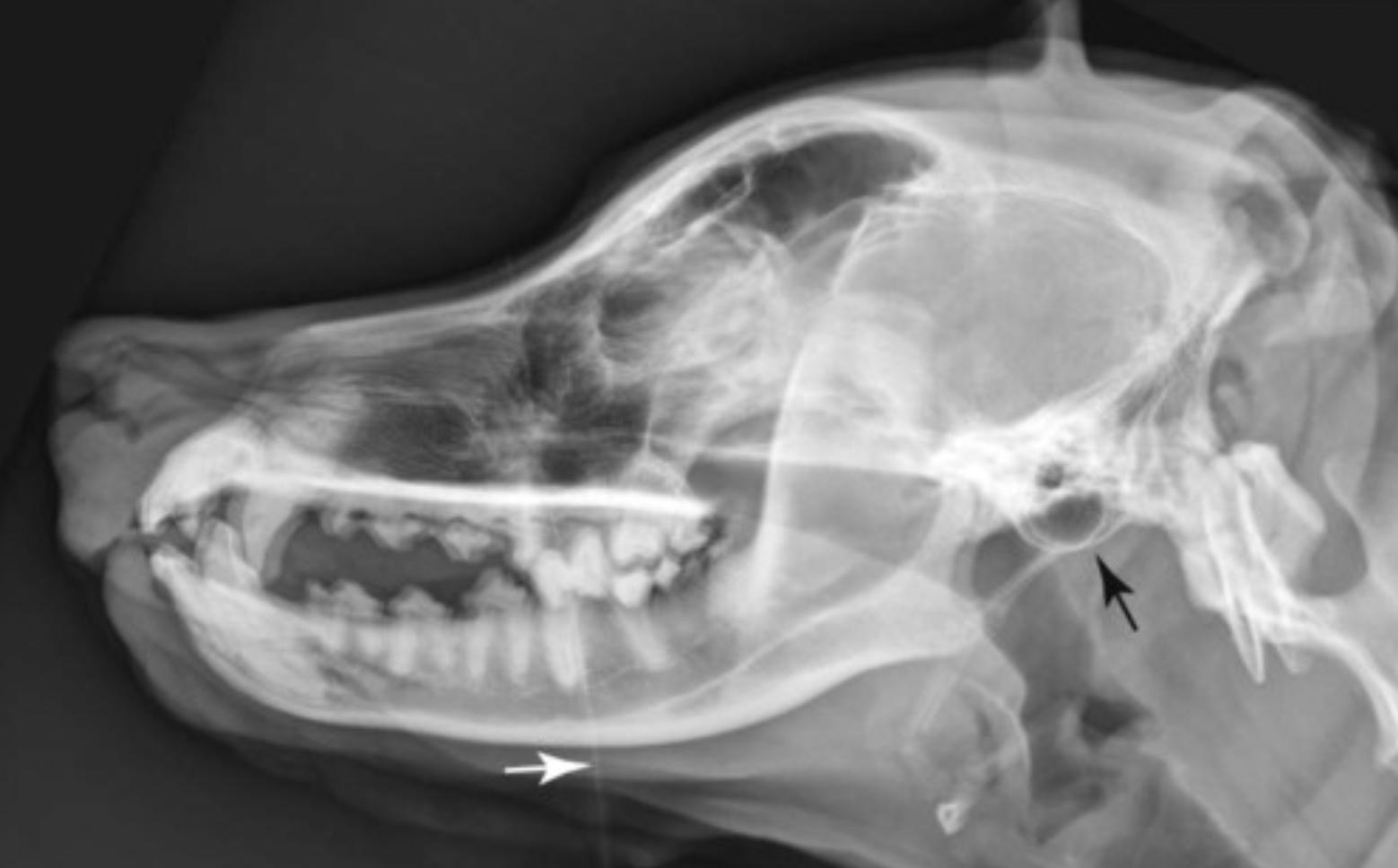 <p>Label the following structures of this lateral canine radiograph:</p><p>Cranium</p><p>Ramus</p><p>Mandibular body</p><p>Temporomandibular joint</p><p>Coronoid process</p><p>Angular process</p><p>Tympanic bulla</p><p>Frontal sinus</p>