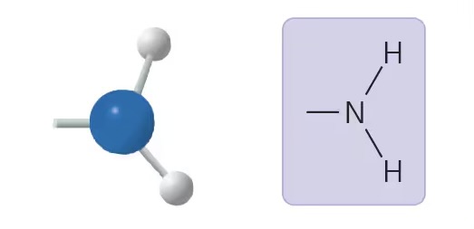 <ul><li><p>compound name: amine</p></li><li><p>properties: acts as base</p></li><li><p>examples: amino acids (e.g. glycine)</p></li></ul>