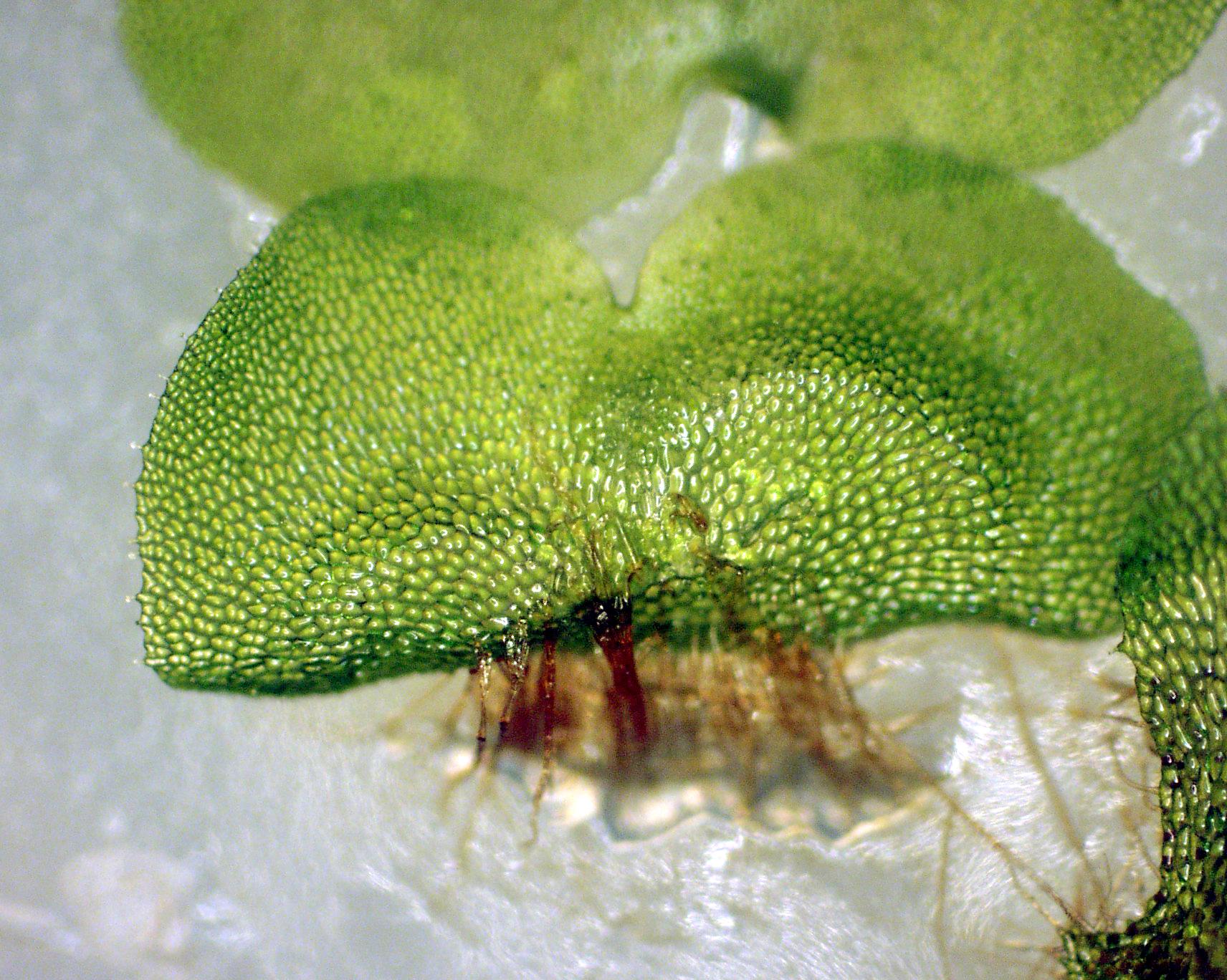 <p>gametophyte </p>