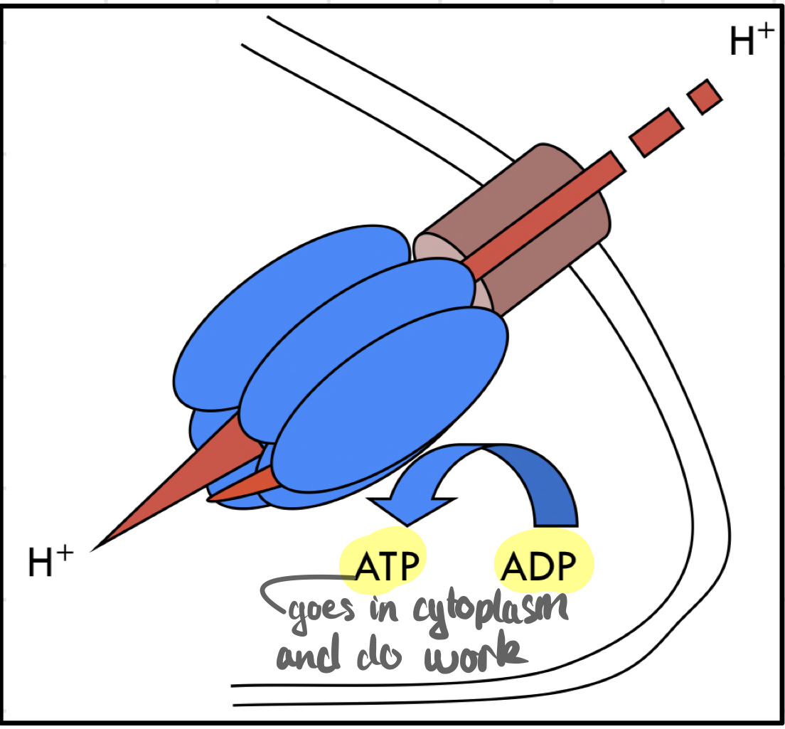 <p>H+ flows under pressure through a channel in the inner mitochondrial membrane.</p><blockquote><p>They come in → Rotate another protein → Interact with subunits of <strong>ATP synthase</strong> → Generate ATP from ADP and phosphate</p></blockquote>