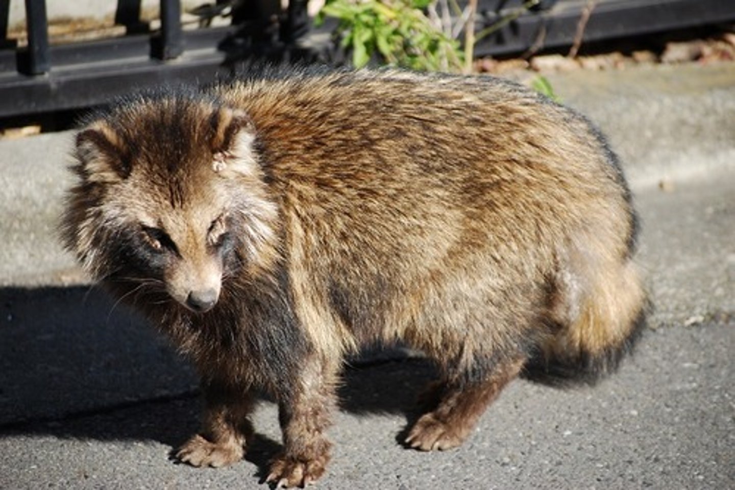 <p>raccoon dog</p>