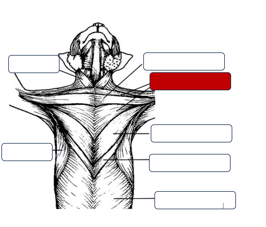 <p>Label the muscle</p>