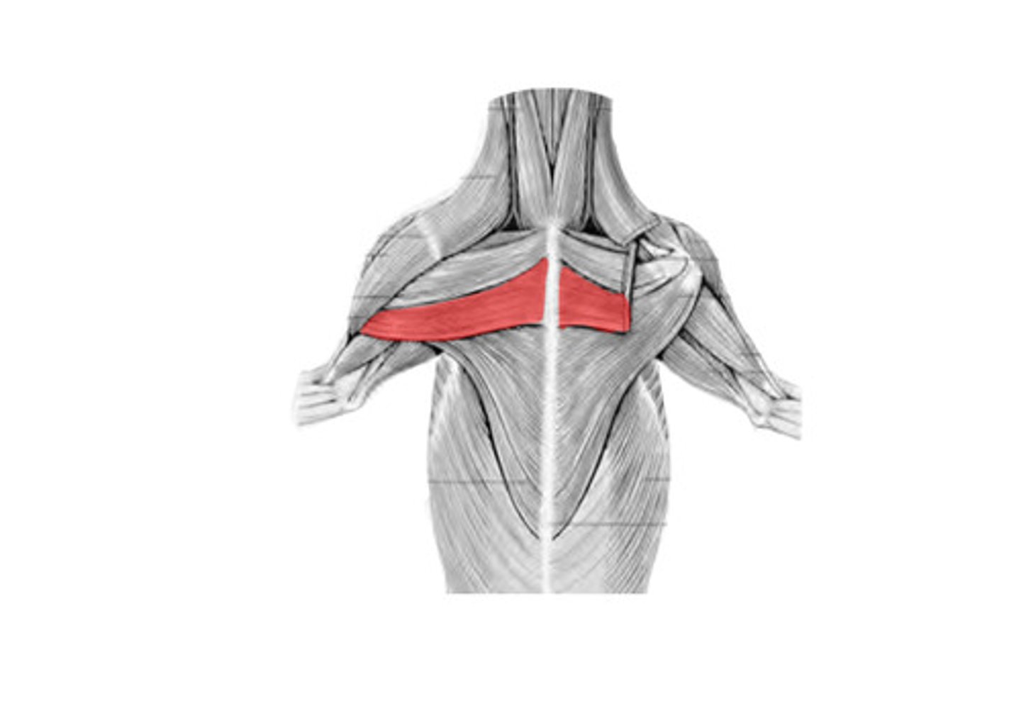 <p>What muscle is this?</p><p>Origin?</p><p>Insertion?</p><p>Function?</p><p>Innervation?</p>