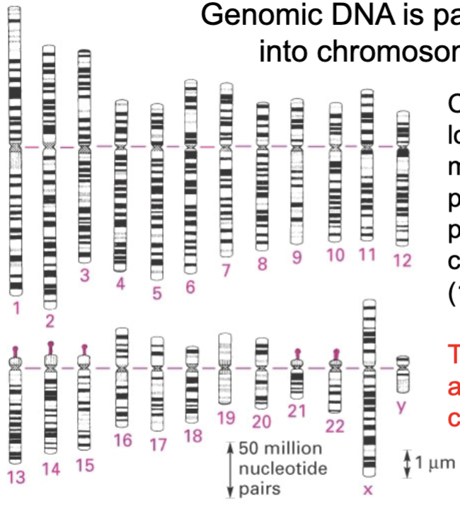 <p>a complex of dna and associated proteins</p>