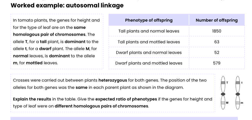 <p>In tomato plants, the genes for height and for the type of leaf are on the same homologous pair of chromosomes. The allele T, for a tall plant, is dominant to the allele t, for a dwarf plant. The allele M, for normal leaves, is dominant to the allele m, for mottled leaves</p><p>Crosses were carried out between plants heterozygous for both genes. The position of the two alleles for both genes was the same in each parent plant as shown in the diagram.</p><p>Explain the results in the table. Give the expected ratio of phenotypes if the genes for height and type of leaf were on different homologous pairs of chromosomes.</p>