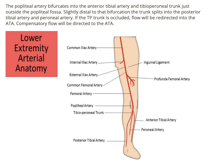 <p>c) anterior tibial artery</p>
