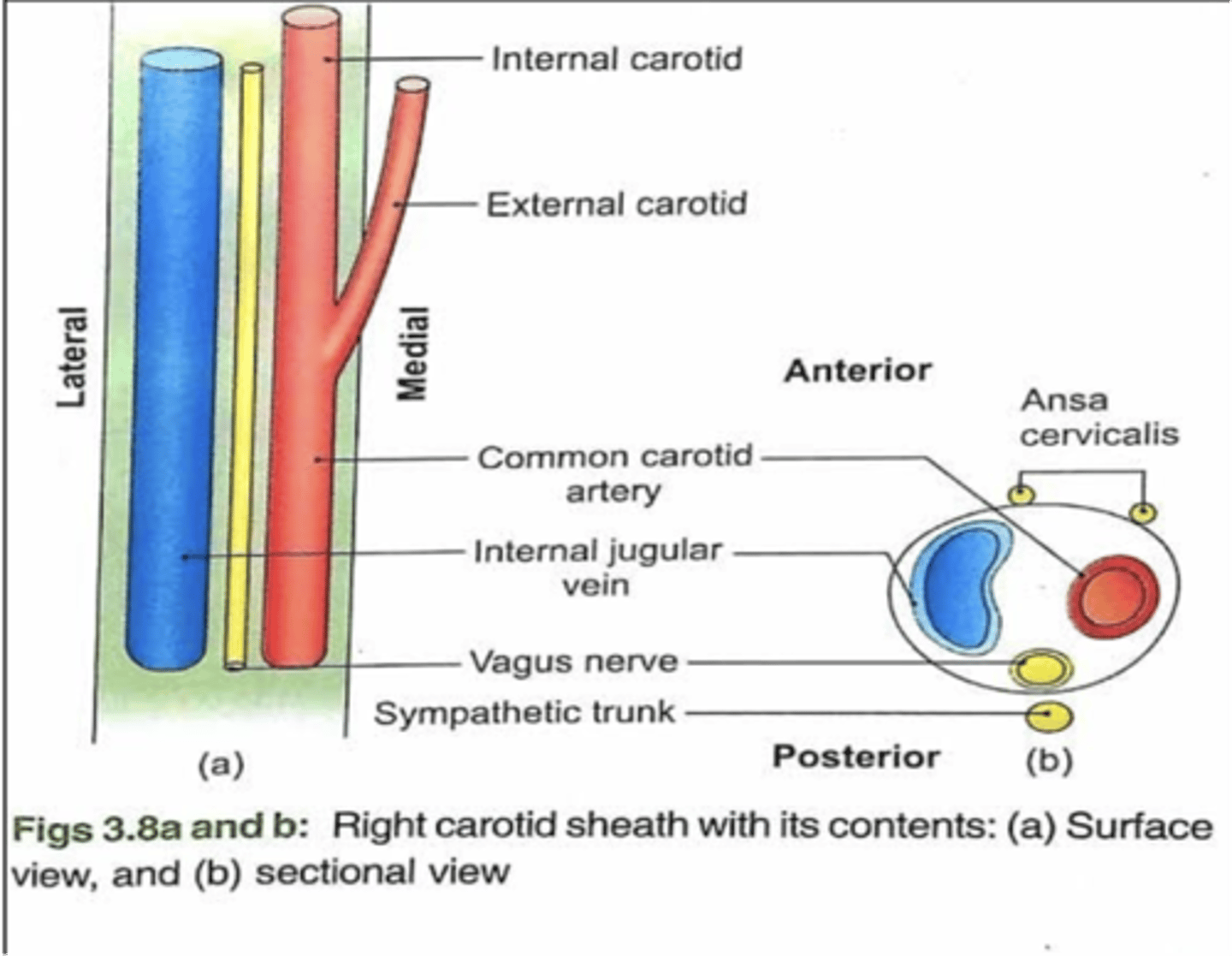 <p>Internal jugular vein</p><p>Vagus nerve</p><p>Common and internal carotid arteries</p>