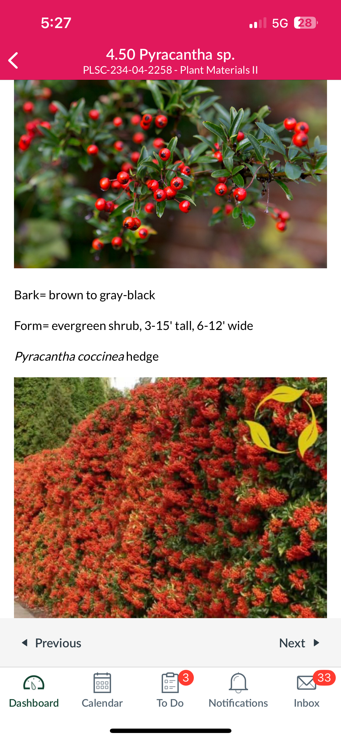 <p>Pyracantha sp. </p>
