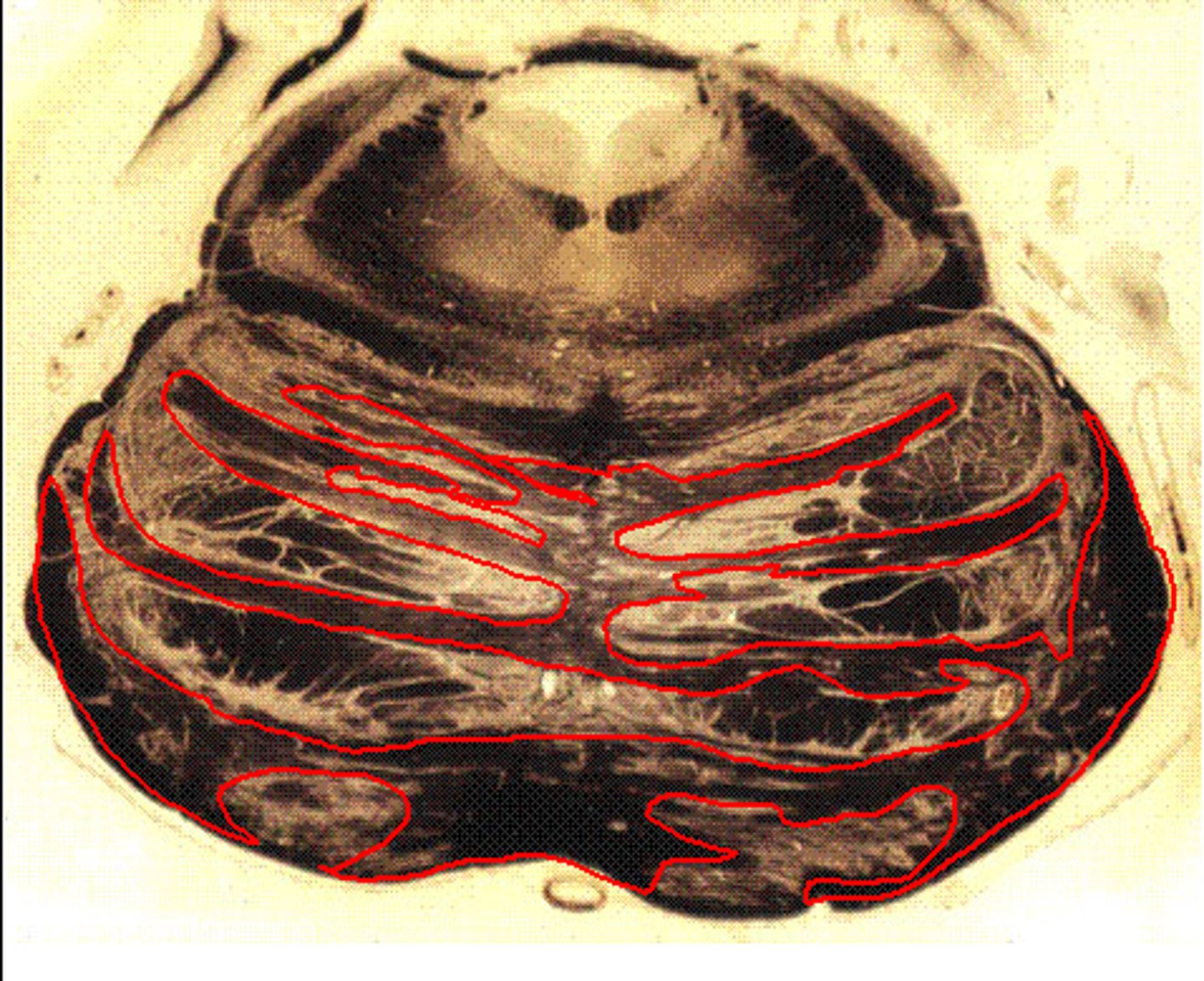 <p>also called pontocerebellar fibers</p>