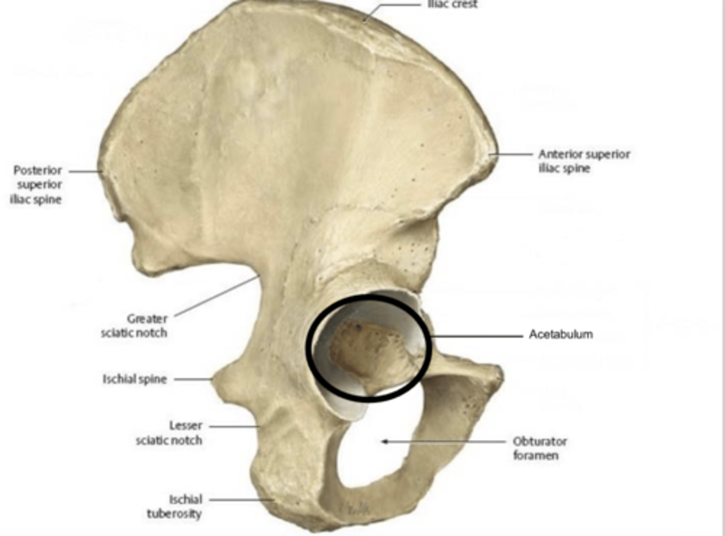<p>know iliac crest</p><p>posterior superior iliac spine</p><p>anterior superior iliac spine</p><p>greater sciatic notch</p><p>know ischial spine</p>