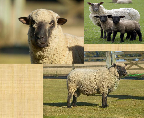 <p>what breed is this</p>