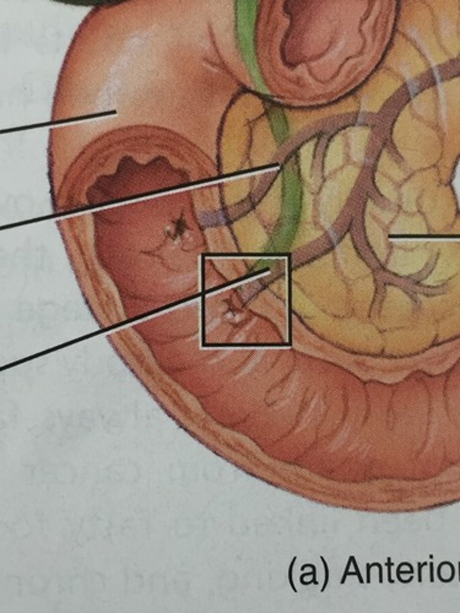 <p>Heptopancreatic Ampulla</p>